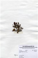 藏品(有柄褐扇藻)的圖片